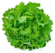 Lettuce Batavia (FR) - Each